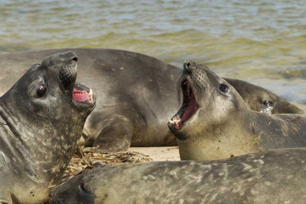 Carcass Island Southern elephant seals arguing